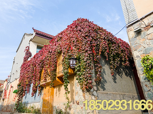 保山景区 720全景展示